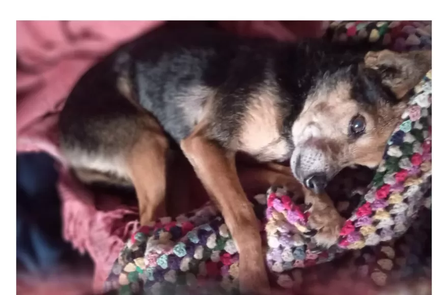  Buscan a “Pulguita”, una perrita que se perdió en la zona de 165 entre 20 y 21. 