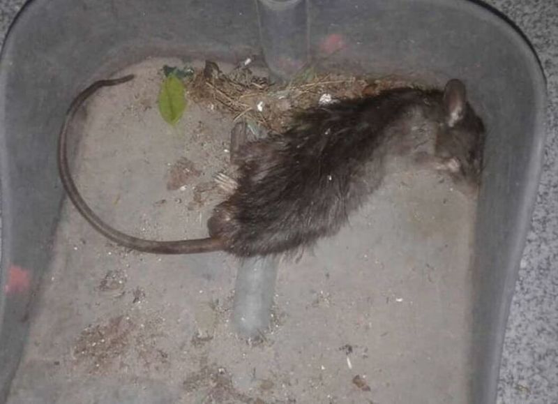 Rata encontrada en El Carmen.