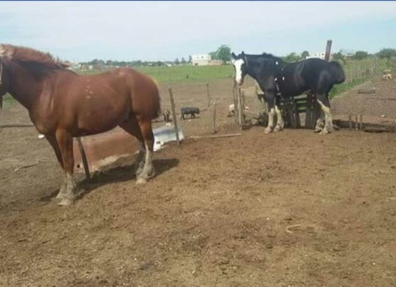 Algunos de los caballos que se llevaron del campo de Rosana Alegre.