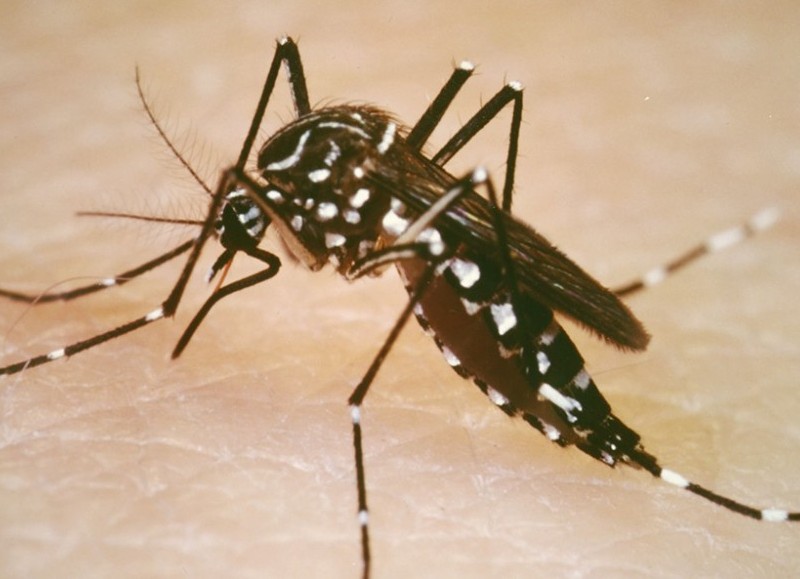 Guerra al aedes aegypti.