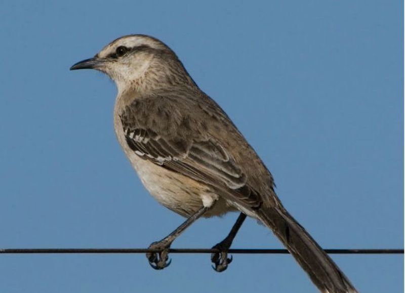 Aves de Berisso.