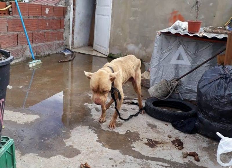 "José" fue rescatado en muy mal estado de salud.