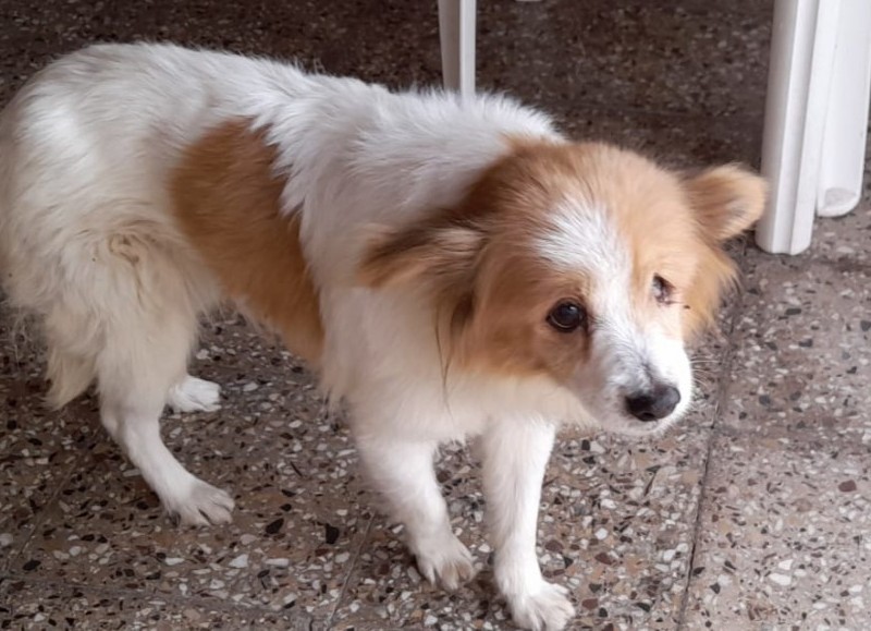La mascota en cuestión.