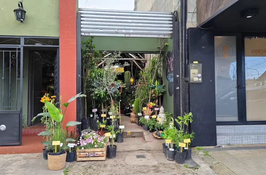 Berisso florece: la vivería que conquistó el Día de la Madre con fresias, rosas y opciones para todos los bolsillos
