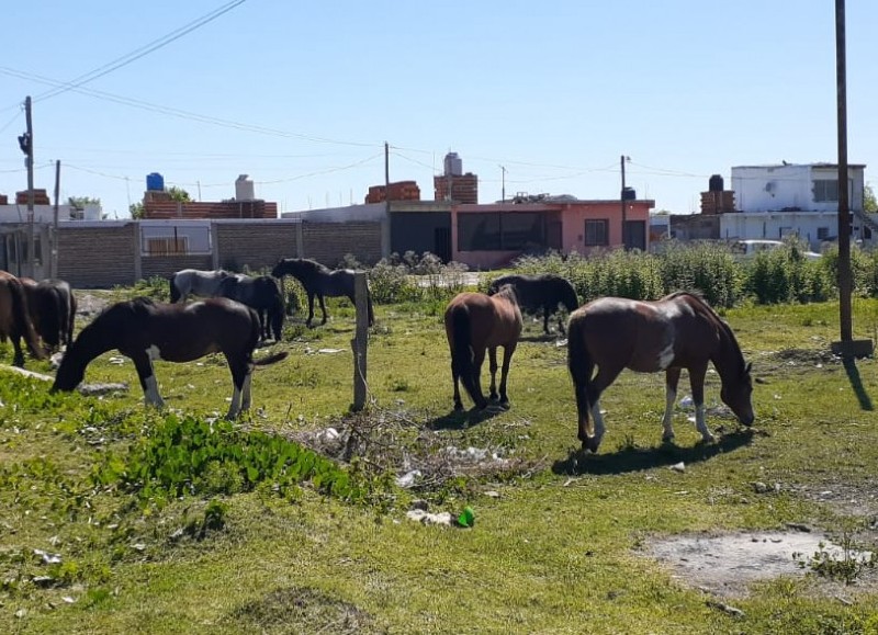 Algunos de los equinos en cuestión.