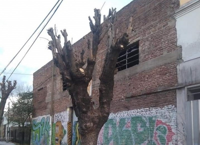 “Poda indiscriminada de árboles” y demás.