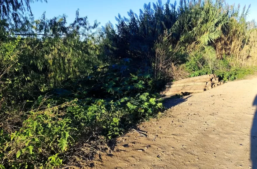 Preocupación vecinal por tala de árboles en el Terraplén Costero