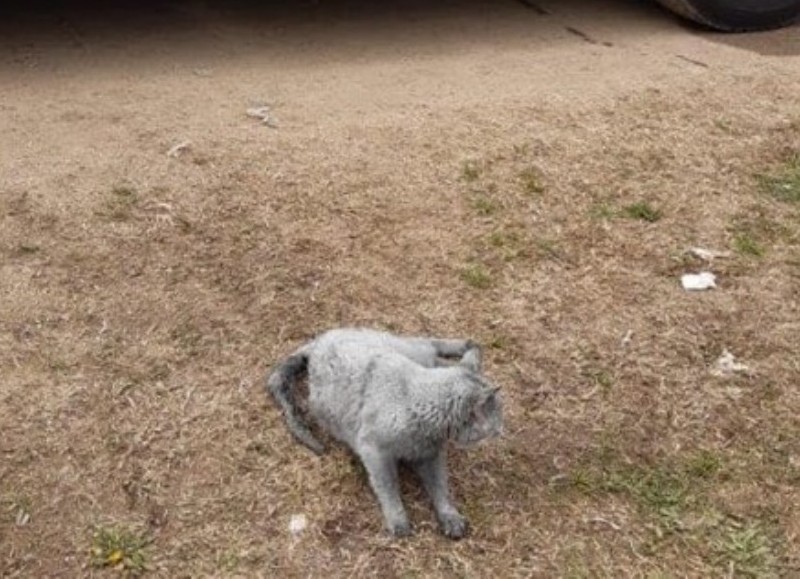 El felino había quedado atrapado en un incendio.