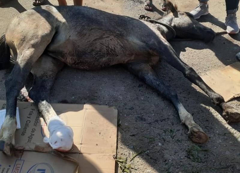 El animal quedó tendido en la avenida 122