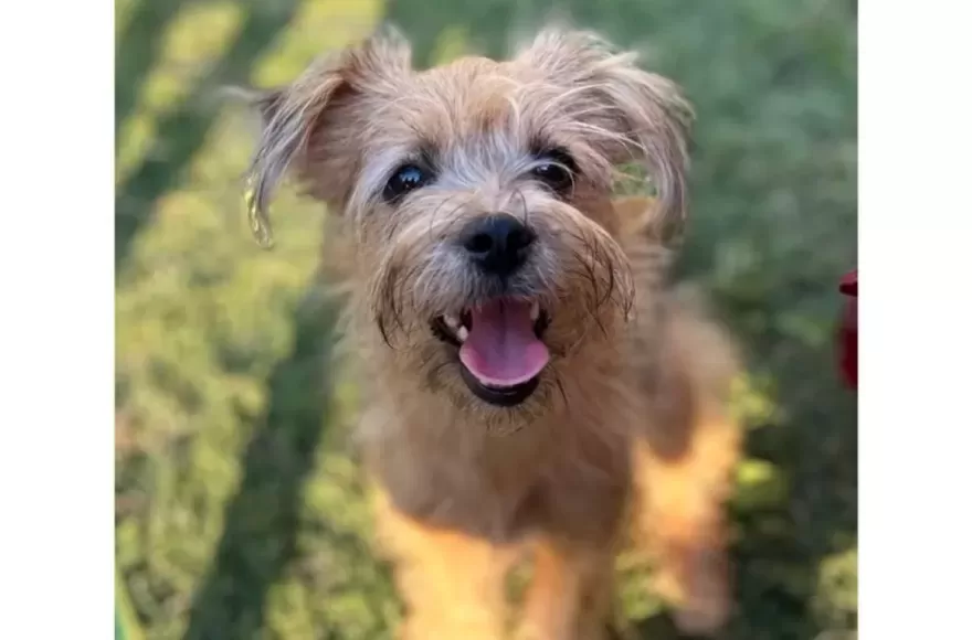La perrita apareció luego de tres días desaparecida.