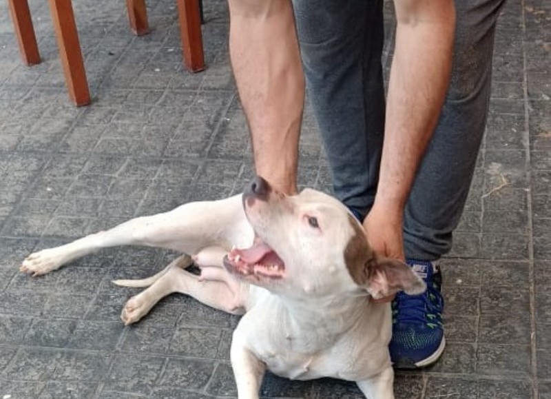 La perrita en cuestión.