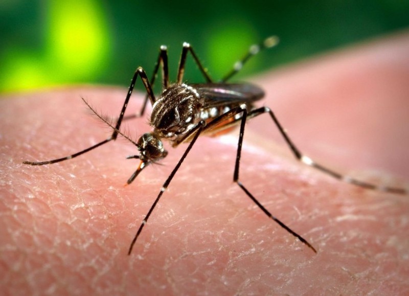 Guerra al aedes aegypti.