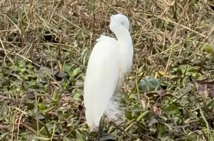 Garzas blancas sorprendieron en el Humedal Urbano G&eacute;nova