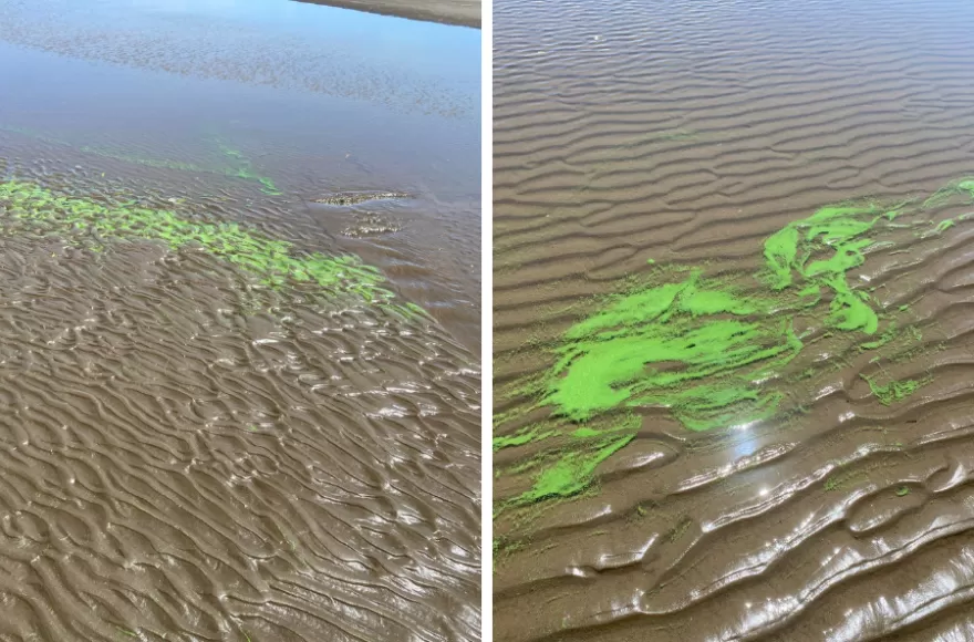 Se registran altas concentraciones de cianobacterias en las orillas y presencia visible en el agua,