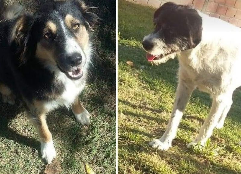 Las mascotas en cuestión.