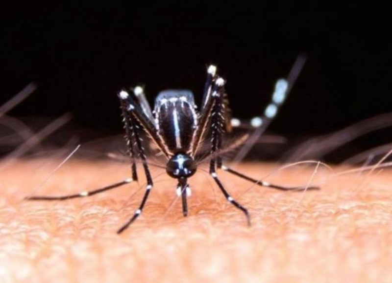 El aedes aegypti, vector del dengue.