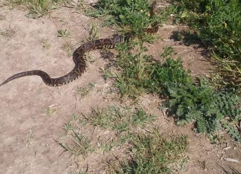 Foto que circuló durante el fin de semana.