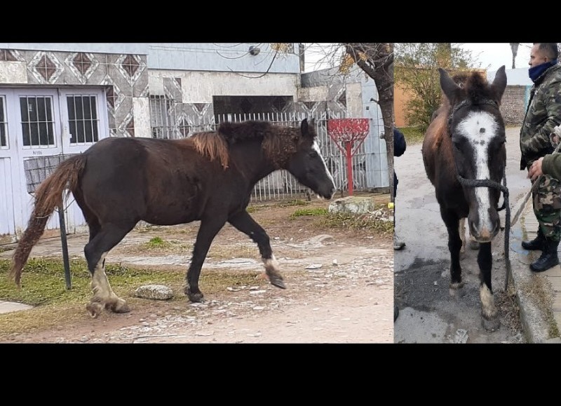 Hubo tres equinos incautados.