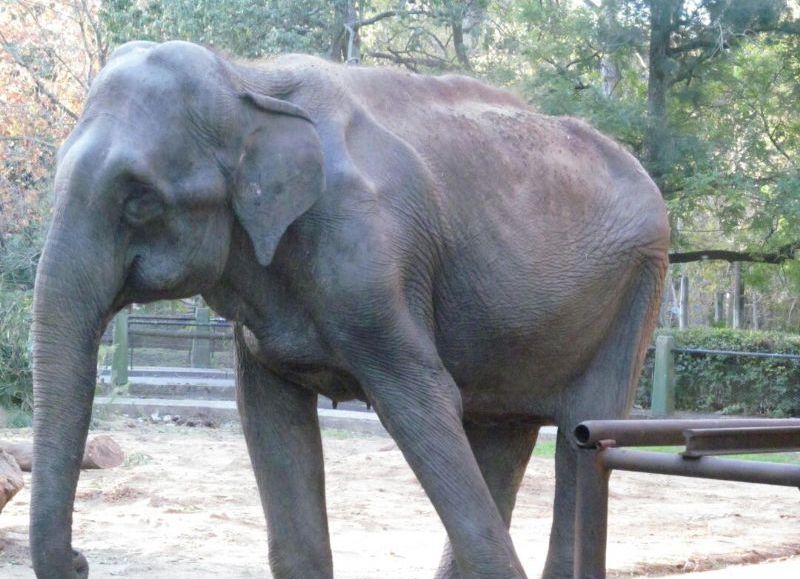 Pelusa, la elefanta que vive hace 50 años en el zoológico de La Plata está enferma.