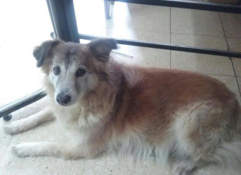 La mascota tenía 13 años.
