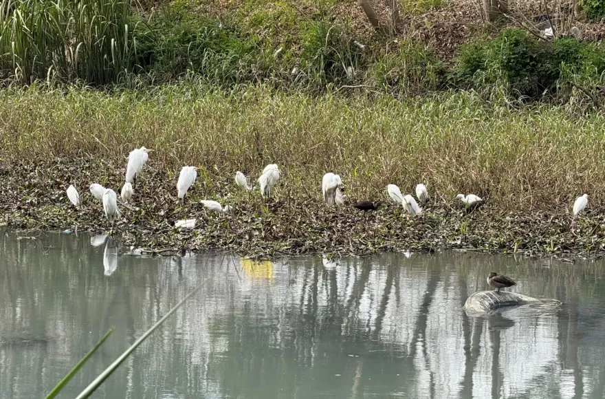Garzas blancas sorprendieron en el Humedal Urbano Génova