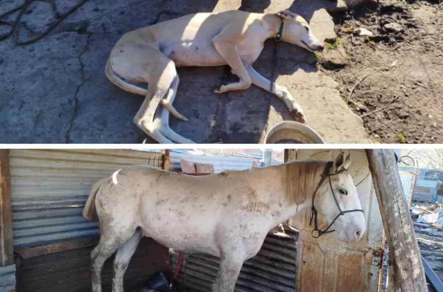 También encontraron animales con signos de maltrato.