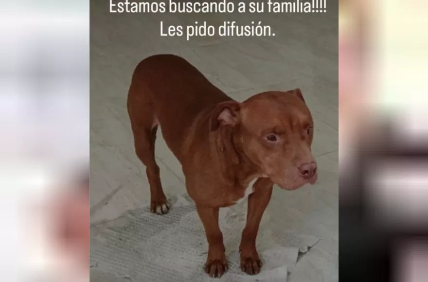 Buscan dar con el paradero de los dueños del perro.