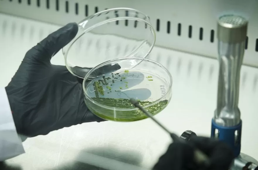 Absorbe dióxido de carbono y genera oxígeno en entornos urbanos.