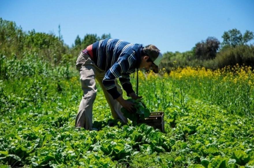 El sueño de la soberanía alimentaria.