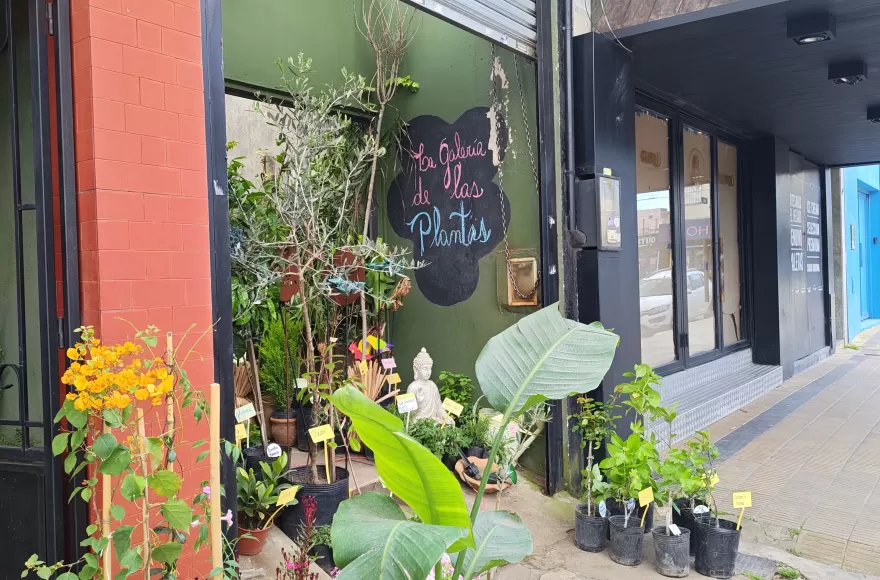 Berisso florece: la viver&iacute;a que conquist&oacute; el D&iacute;a de la Madre con fresias, rosas y opciones para todos los bolsillos