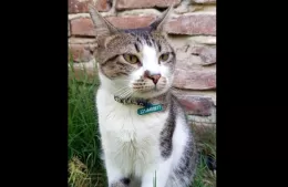 Una bombera de la ciudad busca a su gato “Pepino”