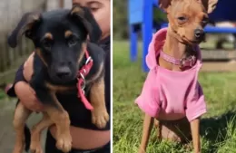 Perros perdidos: en 152 norte y 18 y en 20 y 165