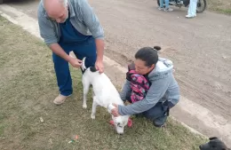Sanidad animal: más de 350 vacunas aplicadas en diversos barrios de la ciudad