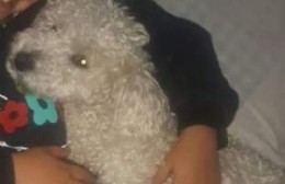 Piden colaboración para encontrar a la perrita "Matilde"