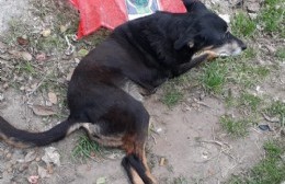 Motociclista atropelló y dejó abandonado a un perro