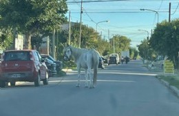 Caballo atado en 13 entre 152 norte y 153: obstáculo para el tránsito