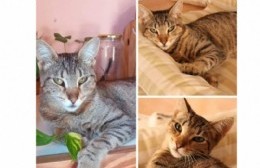 Buscan a "Bella": gatita perdida en Los Talas