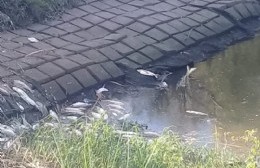 Inquietud por gran cantidad de peces muertos en el canal de la Génova