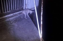 Perrita perdida en Marina del Sur