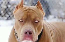 Perros de razas peligrosas: Control Urbano recibe denuncias vecinales