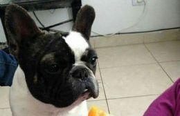 Se busca un bulldog francés