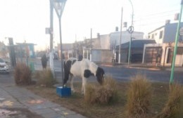 Preocupación de vecinos por la presencia de caballos sueltos en la vía pública