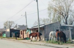 Caballos sueltos en 18 y 150