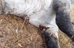 Encontraron muerto a un caballo en el vivero de 18 y 156: fue apuñalado