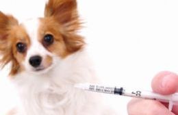 El espacio de Paulenko realizará una jornada de vacunación para perros y gatos