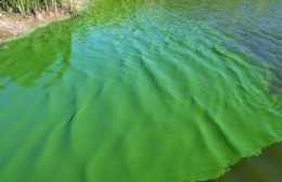 Persiste la alerta naranja en Berisso y Ensenada por cianobacterias