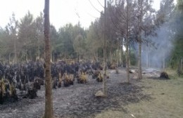 Fuerte operativo por incendio en la Isla Paulino