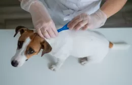 Jornada veterinaria en Barrio Banco Provincia