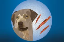 Nuevo servicio veterinario: diagnóstico de brucelosis canina
