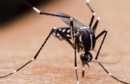 Se suman nuevos casos sospechosos de dengue